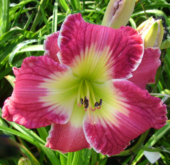 リリー Lily Cross JSK by Triple Fortune