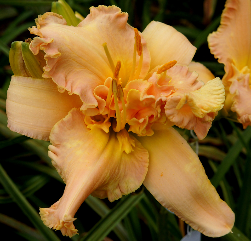 LIONESS – Ladybug Daylilies