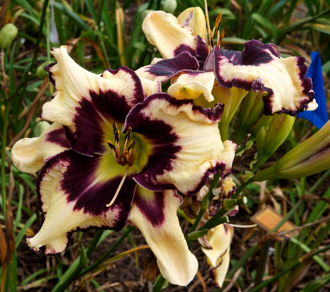 ROXY ROO – Ladybug Daylilies