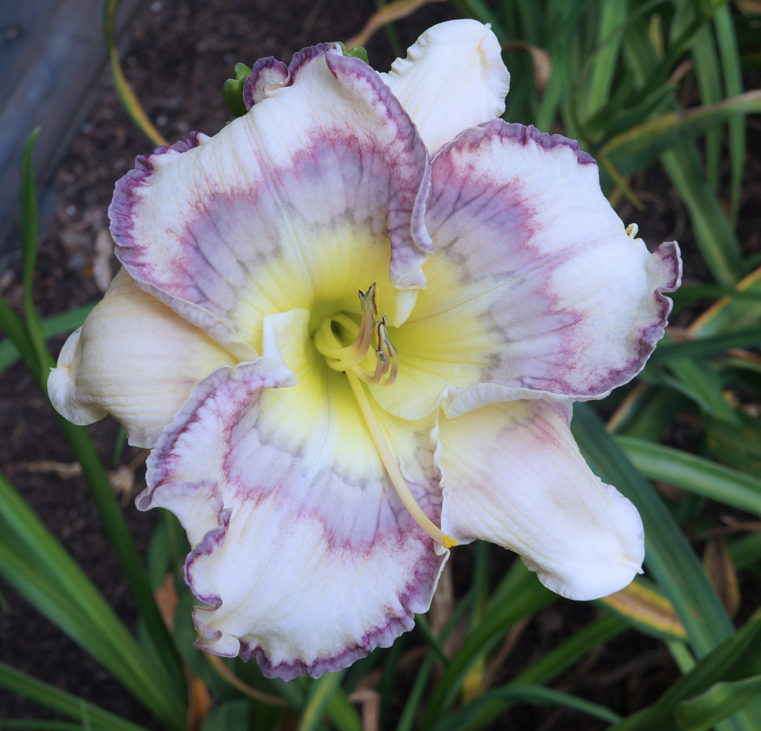 liliy.様 SHARPLY FOCUSED – Ladybug Daylilies