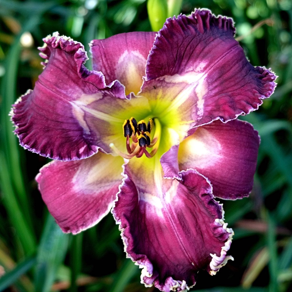CENTER of the STORM – Ladybug Daylilies